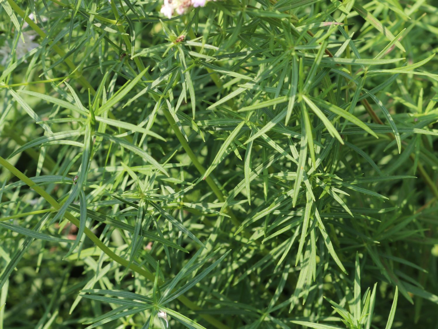 Langblättrige Scheinbergminze - Pycnanthemum tenuifolium