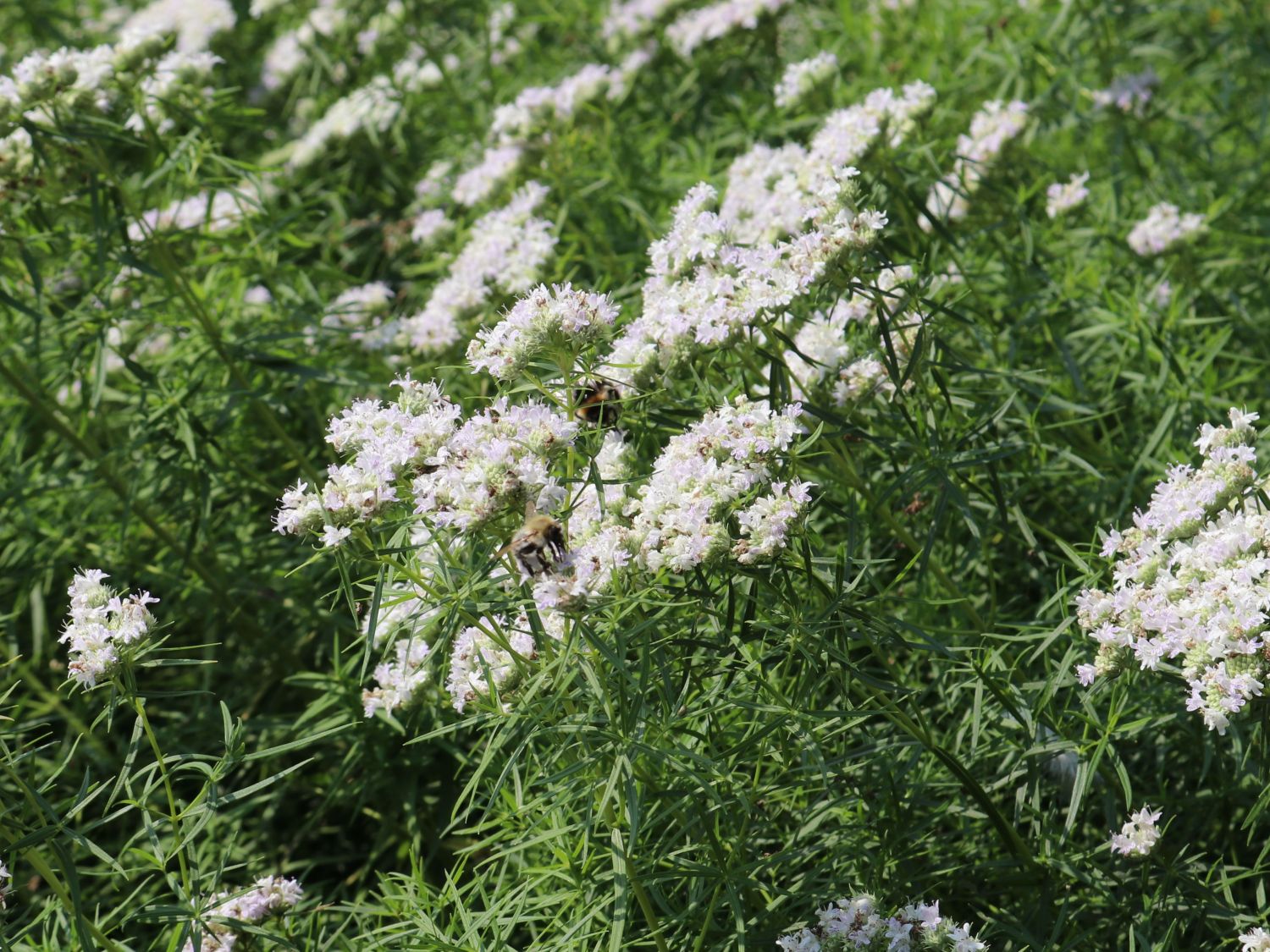 Langblättrige Scheinbergminze - Pycnanthemum tenuifolium