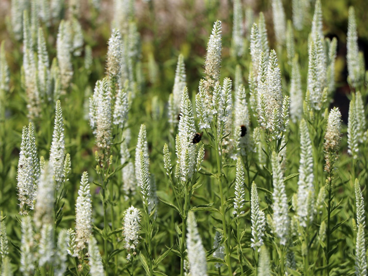 Langblättriger Ehrenpreis 'Charlotte'