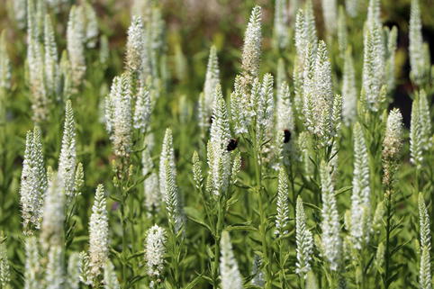 Langblättriger Ehrenpreis 'Charlotte' - Veronica longifolia 'Charlotte'