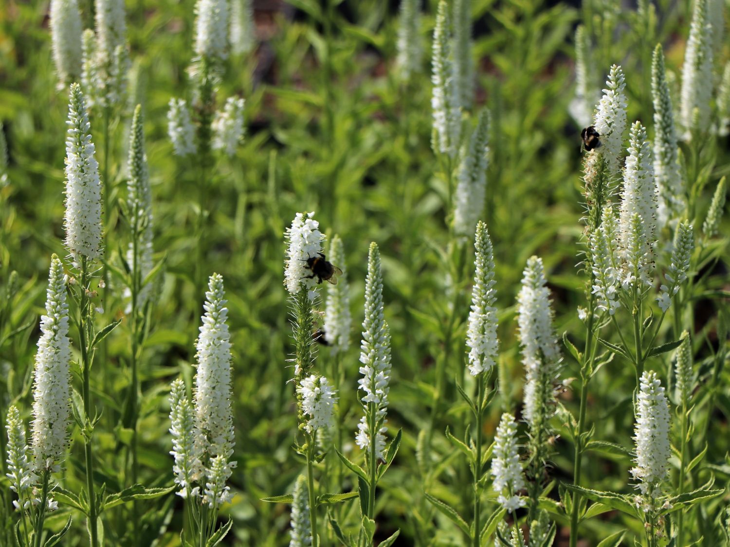 Langblättriger Ehrenpreis 'Charlotte' - Veronica longifolia 'Charlotte'
