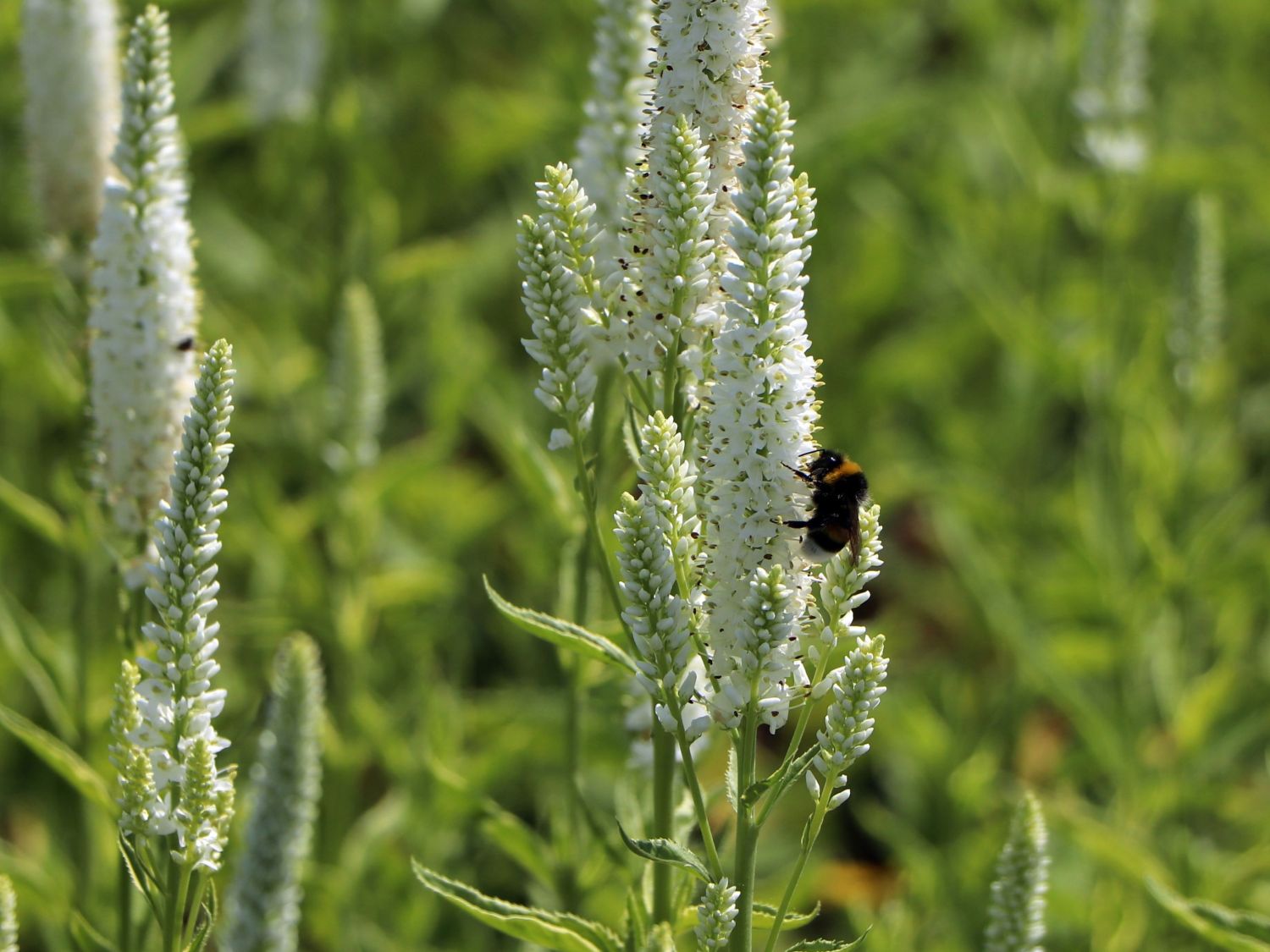 Langblättriger Ehrenpreis 'Charlotte' - Veronica longifolia 'Charlotte'