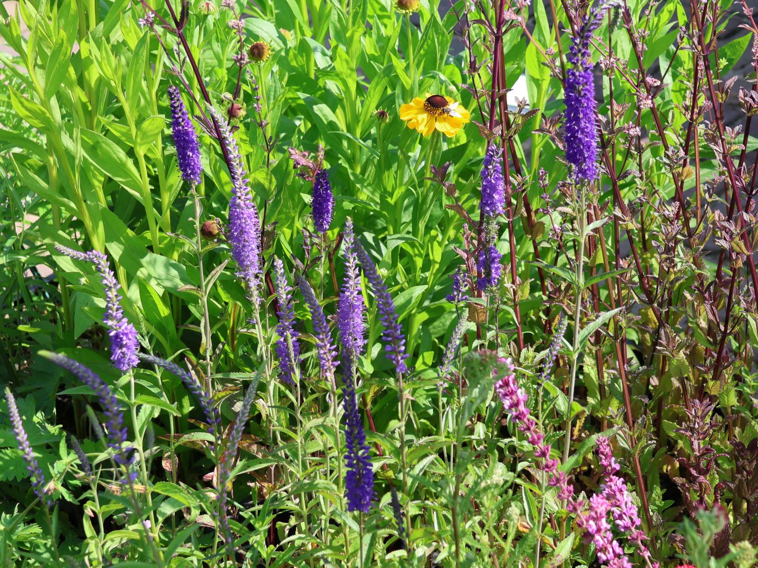 Langblättriger Ehrenpreis 'Eveline'
