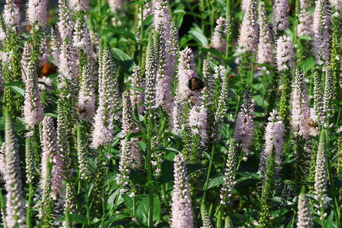 Langblättriger Ehrenpreis 'First Choice' - Veronica longifolia 'First Choice'