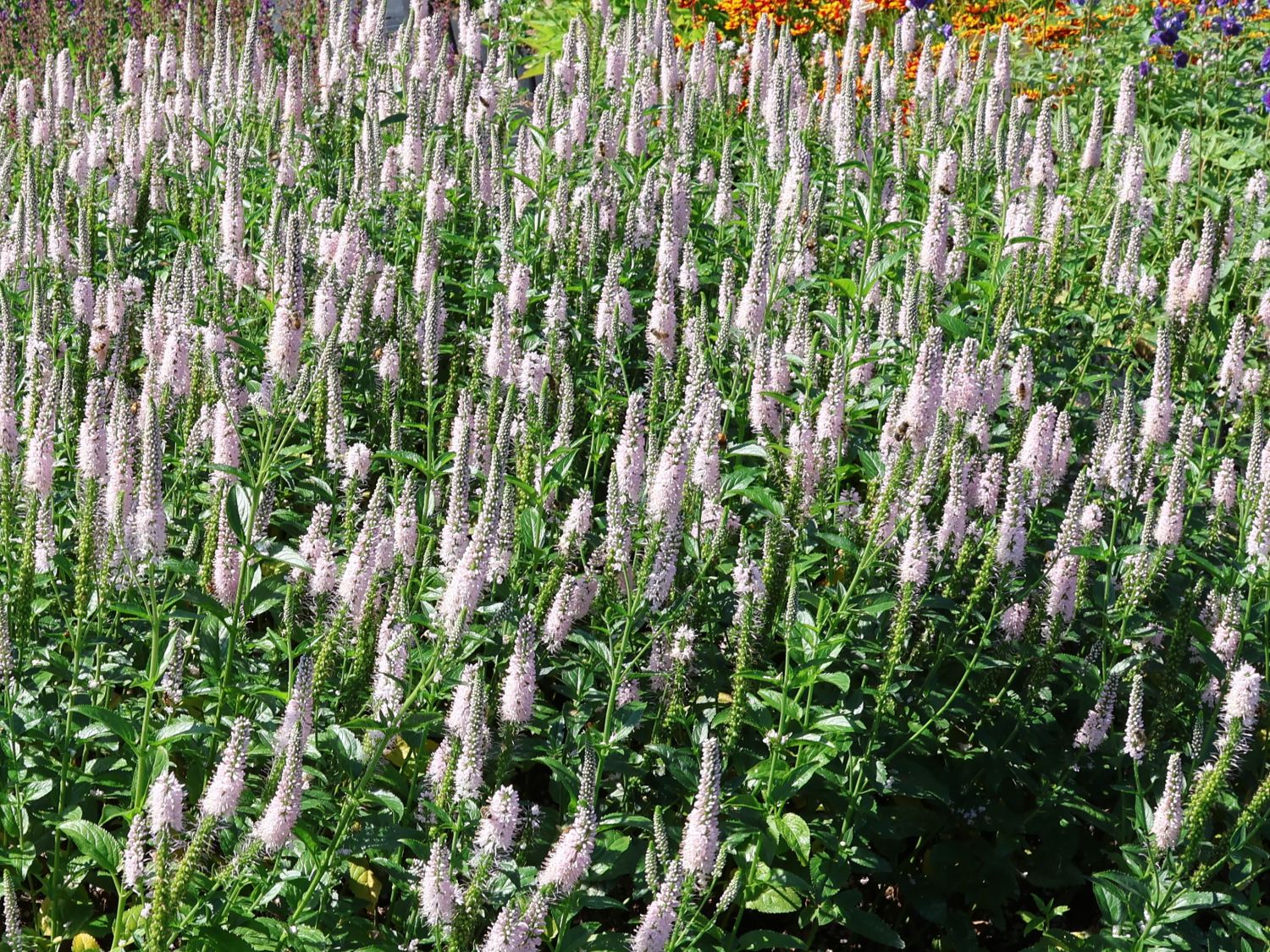 Langblättriger Ehrenpreis 'First Choice' - Veronica longifolia 'First Choice'