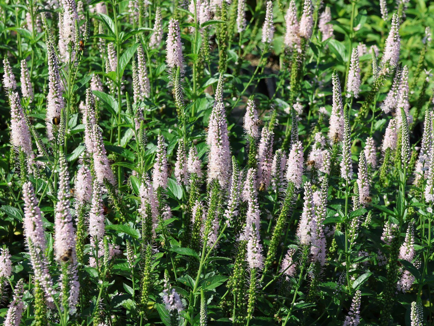 Langblättriger Ehrenpreis 'First Choice' - Veronica longifolia 'First Choice'