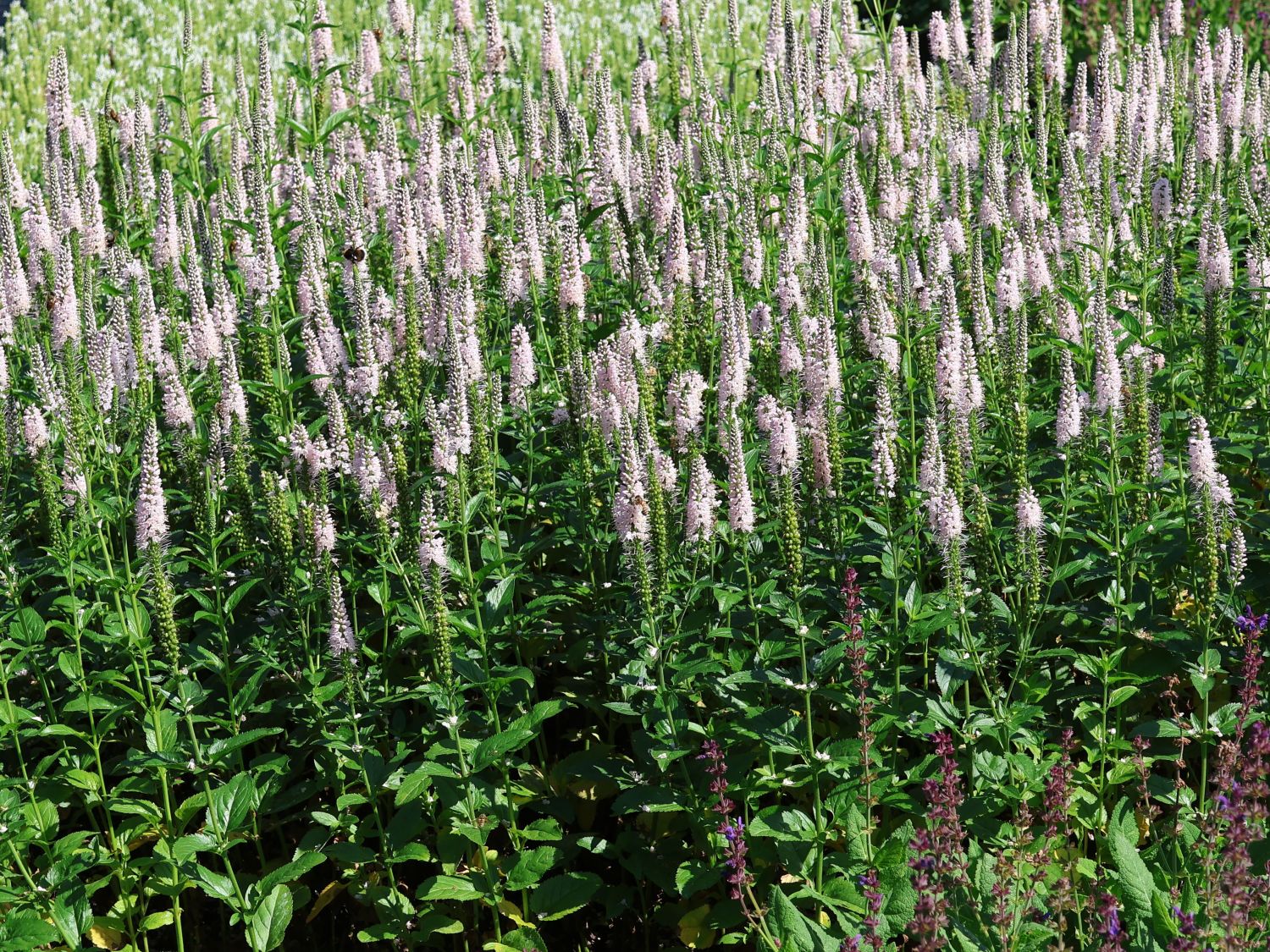 Langblättriger Ehrenpreis 'First Choice' - Veronica longifolia 'First Choice'