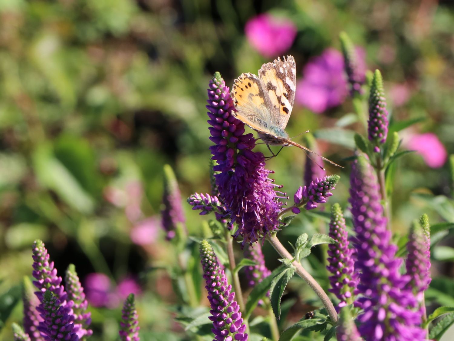 Langblättriger Ehrenpreis 'First Match' - Veronica longifolia 'First Match'
