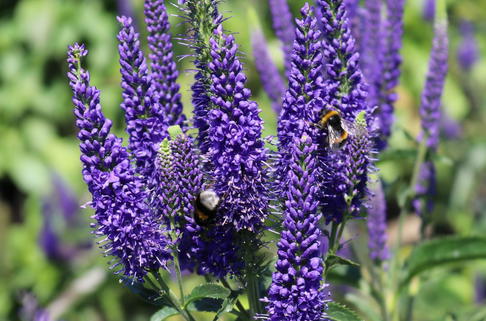 Langblättriger Ehrenpreis 'Marietta' - Veronica longifolia 'Marietta'