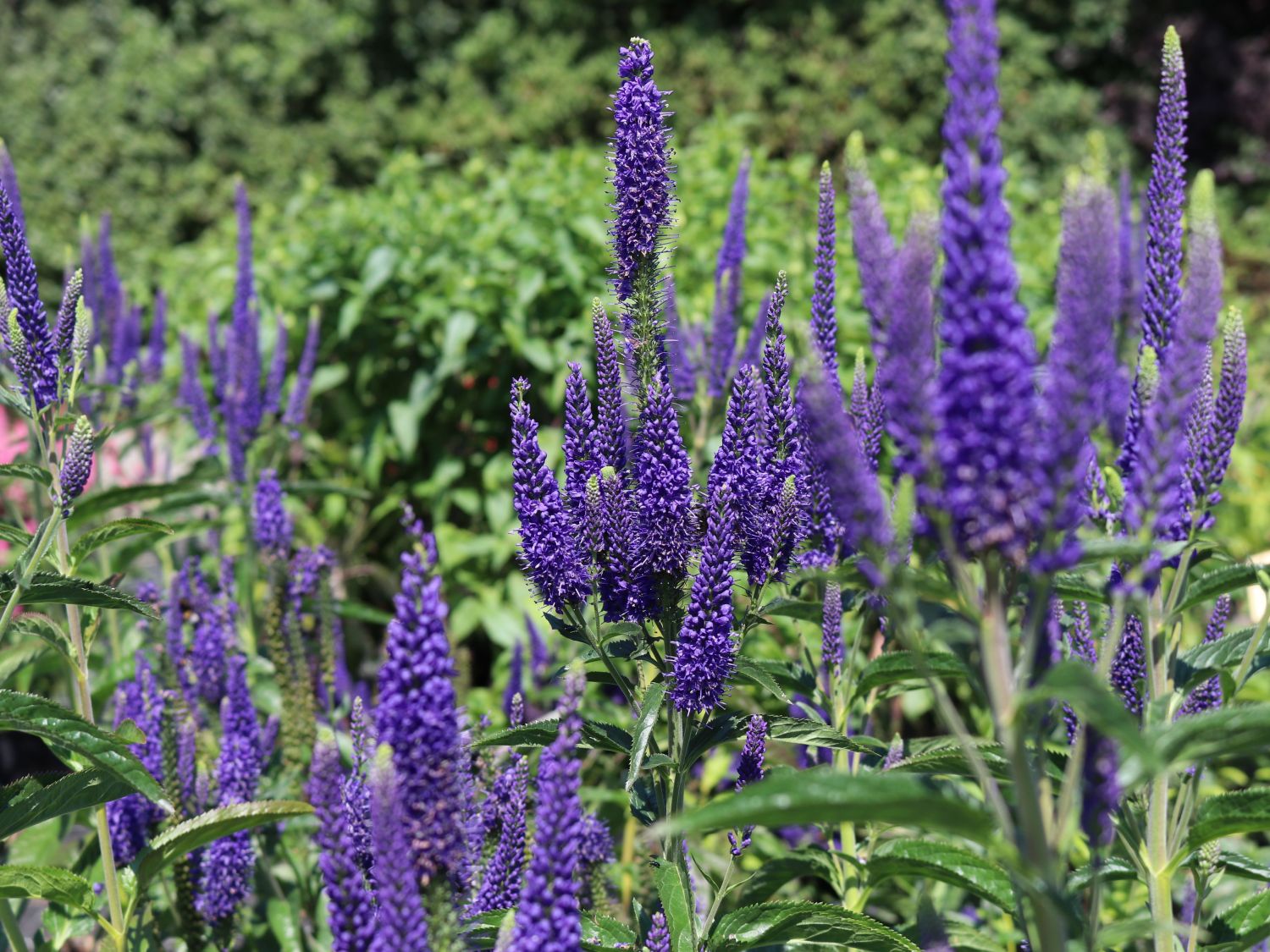 Langblättriger Ehrenpreis 'Marietta' - Veronica longifolia 'Marietta'