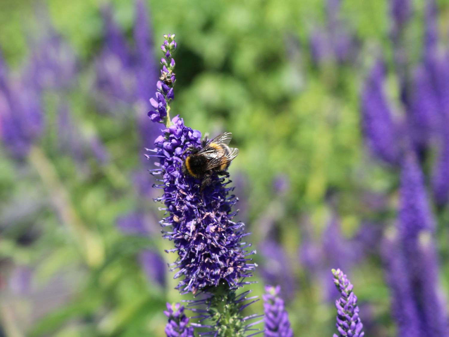 Langblättriger Ehrenpreis 'Marietta' - Veronica longifolia 'Marietta'