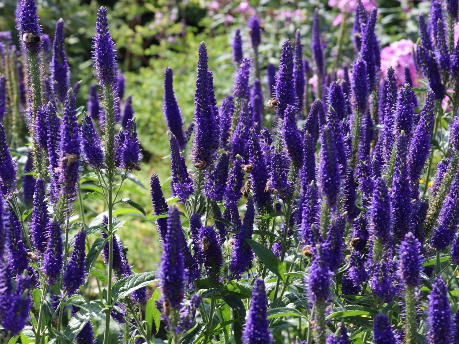 Langblättriger Ehrenpreis 'Marietta' - Veronica longifolia 'Marietta'