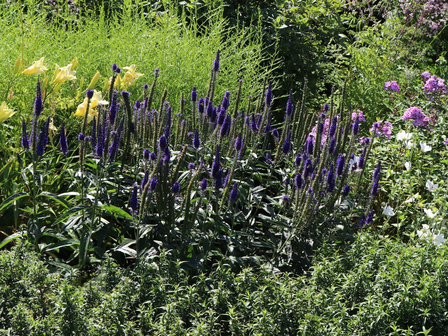 Langblättriger Ehrenpreis 'Marietta' - Veronica longifolia 'Marietta'