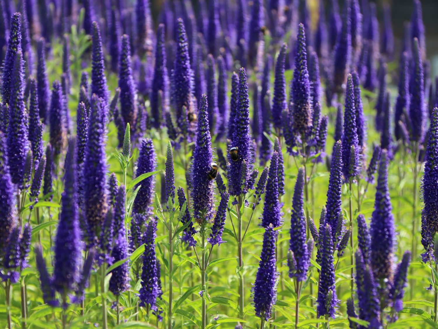 Langblättriger Ehrenpreis 'Marietta' - Veronica longifolia 'Marietta'