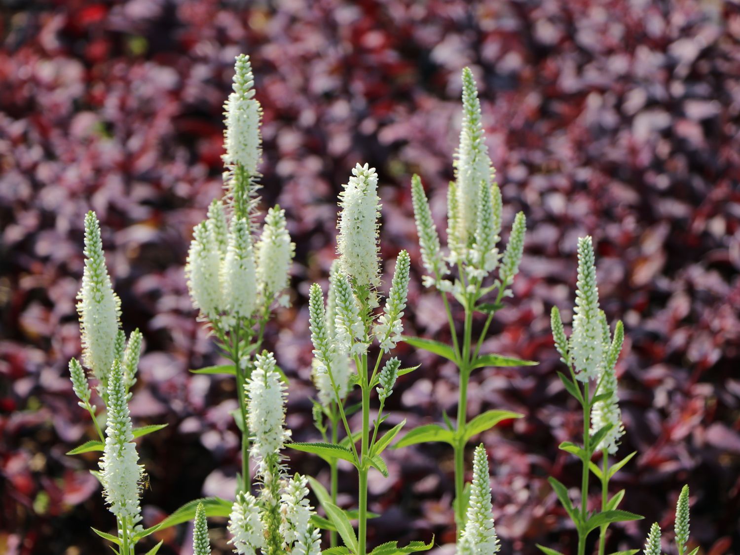 Langblättriger Ehrenpreis 'Melanie White'