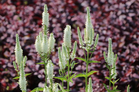 Langblättriger Ehrenpreis 'Melanie White' - Veronica longifolia 'Melanie White'
