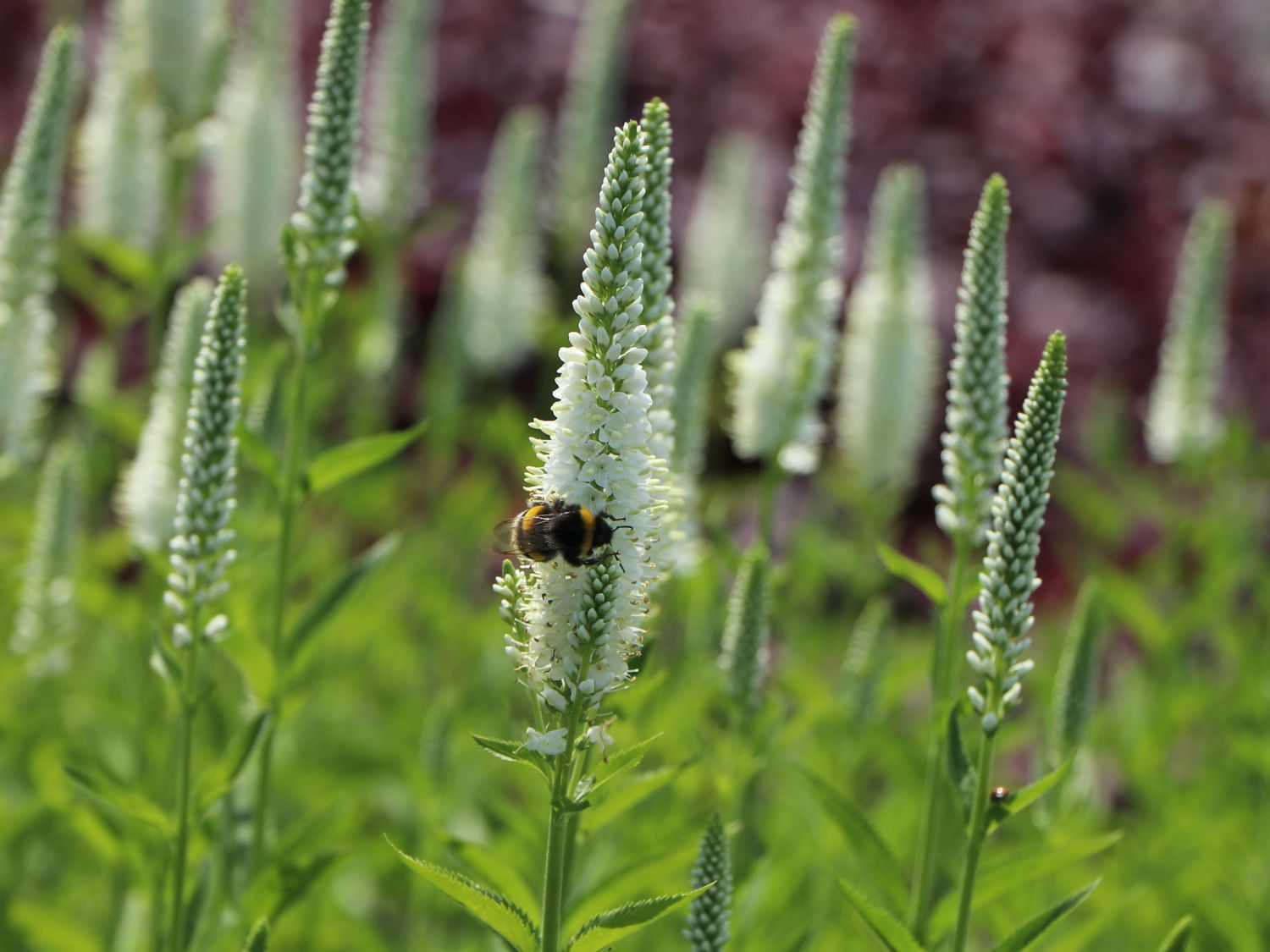 Langblättriger Ehrenpreis 'Melanie White' - Veronica longifolia 'Melanie White'