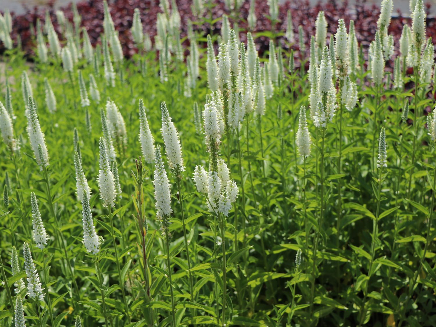 Langblättriger Ehrenpreis 'Melanie White' - Veronica longifolia 'Melanie White'