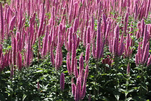 Langblättriger Garten-Ehrenpreis 'First Kiss' ® - Veronica longifolia 'First Kiss' ®