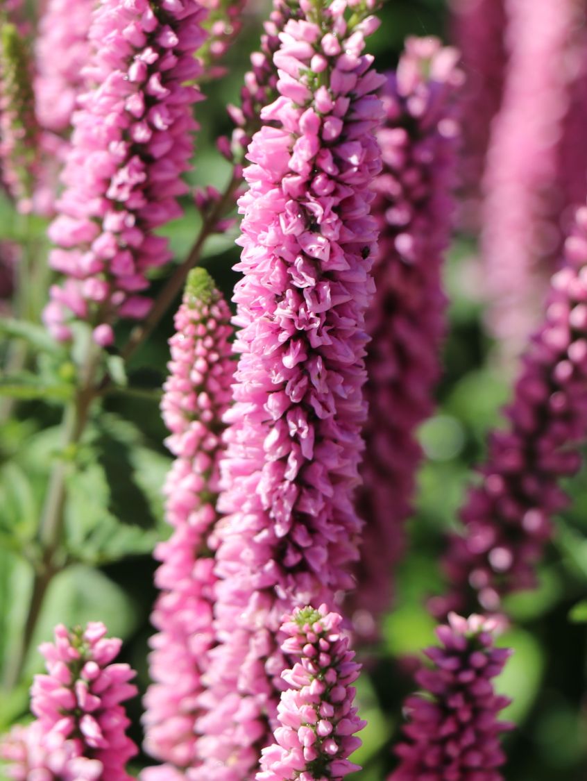 Langblättriger Garten-Ehrenpreis 'First Kiss' ® - Veronica longifolia 'First Kiss' ®