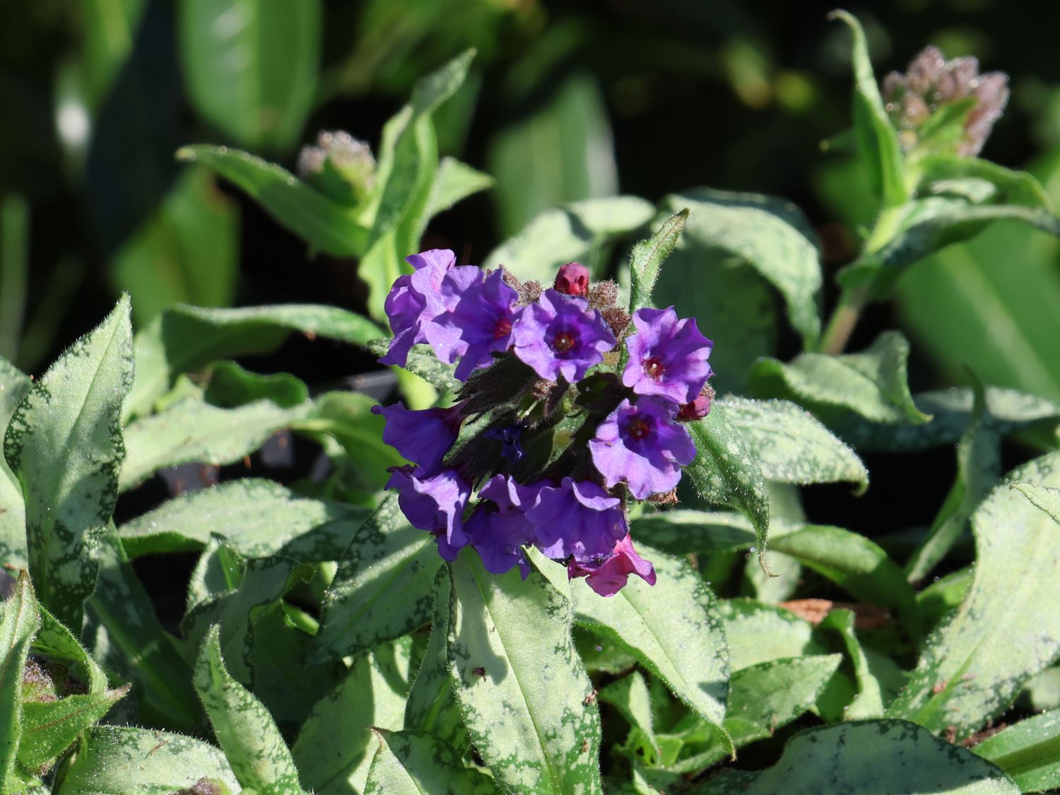 Langblättriges Lungenkraut 'Diana Clare'
