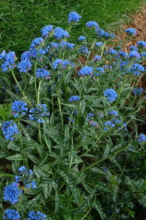 Langblättriges Lungenkraut 'E. B. Anderson' - Pulmonaria longifolia 'E. B. Anderson'