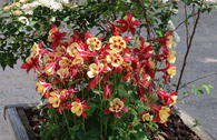 Langspornige Akelei 'Earlybird Red Yellow'