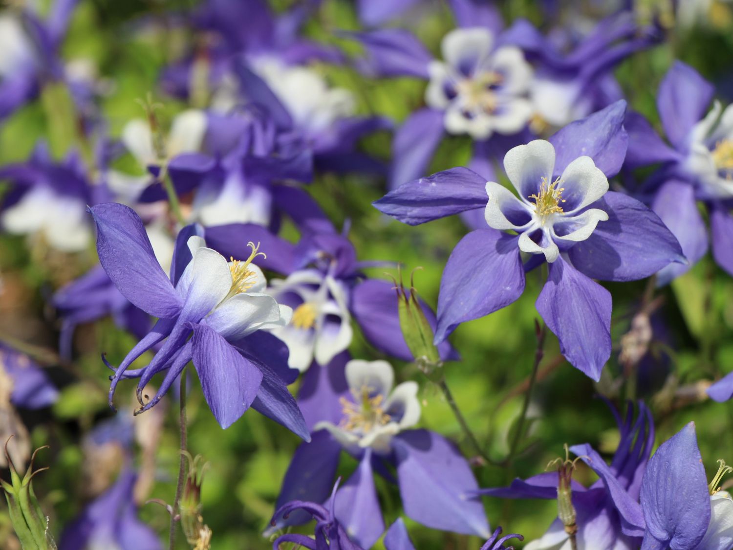 Akeleien (Aquilegia)