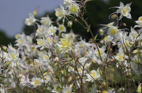 Langspornige Akelei 'Kristall' - Aquilegia caerulea 'Kristall'