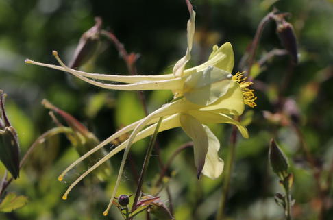 Langspornige Akelei - Aquilegia chrysantha