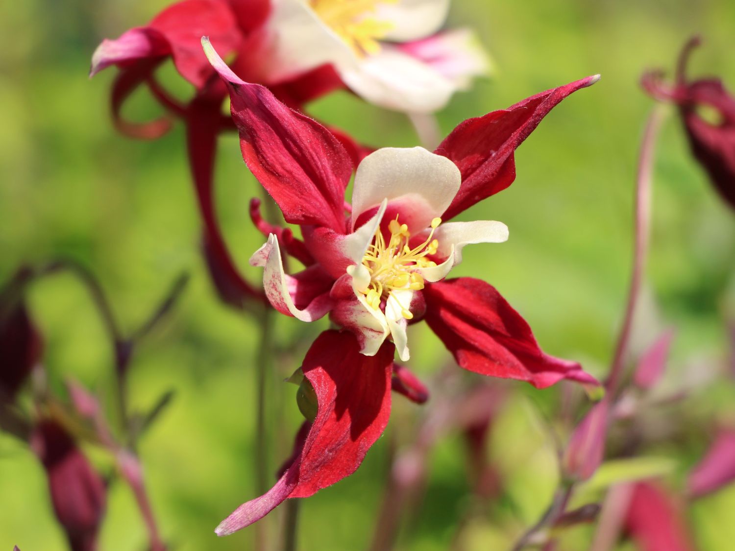 Langspornige Akelei 'Red Hobbit'