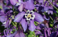 Langspornige Akelei SPRING MAGIC ® 'Blue & White'