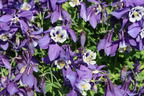 Langspornige Akelei SPRING MAGIC ® 'Blue & White' - Aquilegia caerulea SPRING MAGIC ® 'Blue & White'