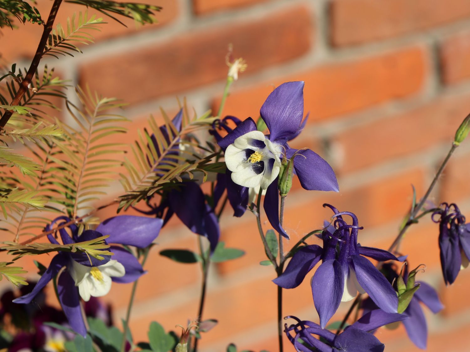 Langspornige Akelei Spring Magic ® 'Navy & White'