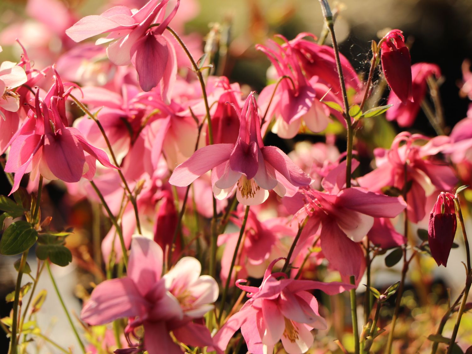 Langspornige Akelei Spring Magic ® 'Rose & White'