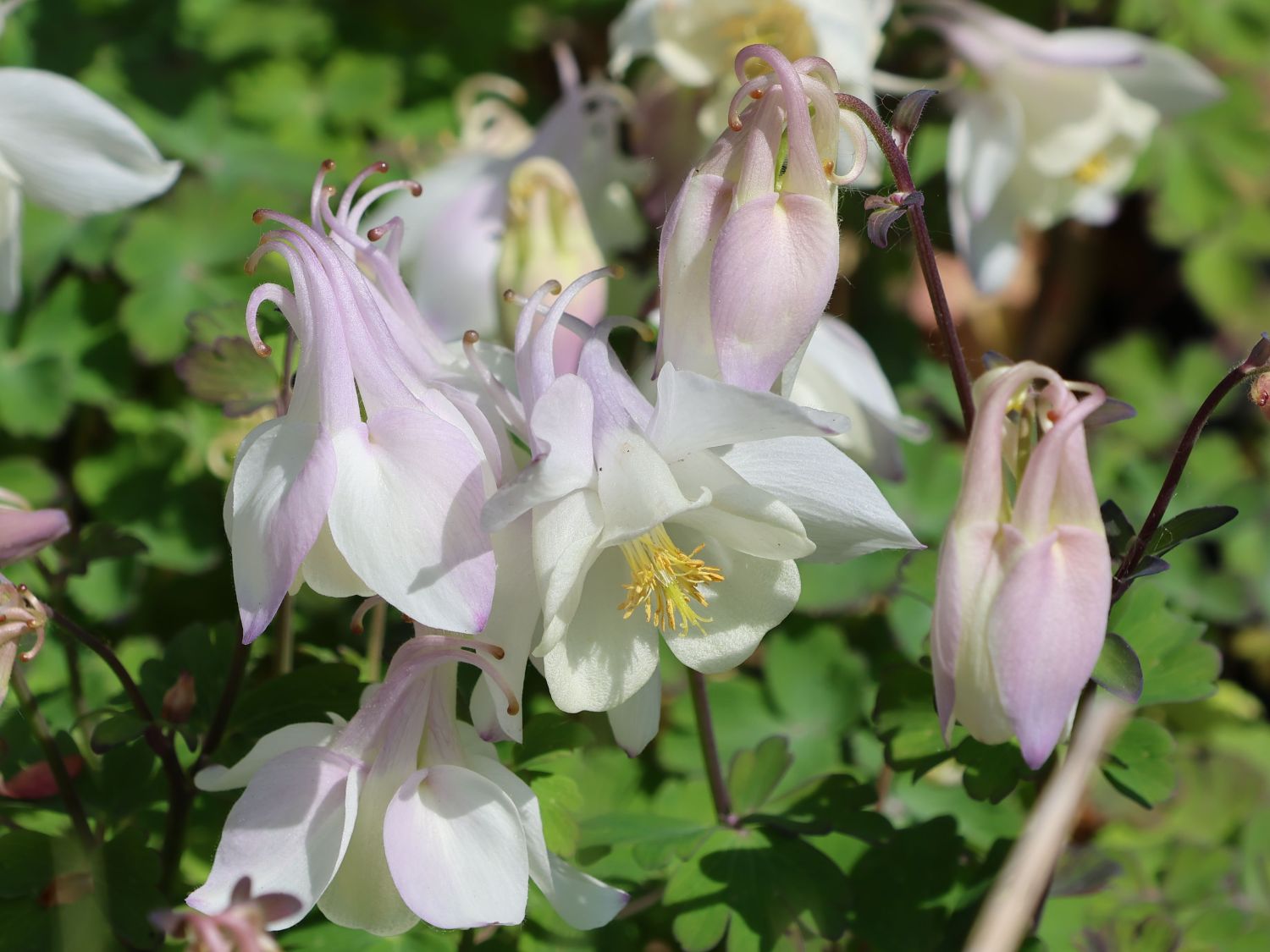 Langspornige Akelei Spring Magic ® 'White'