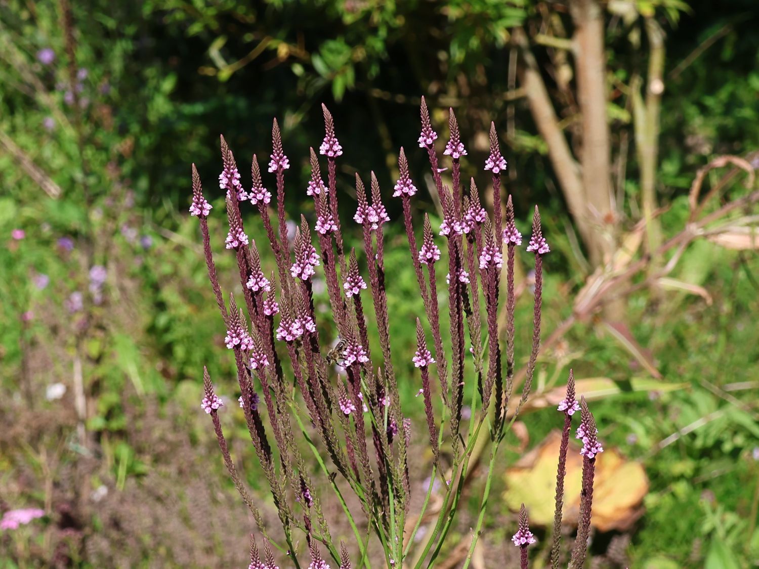 Lanzen-Eisenkraut - Verbena hastata