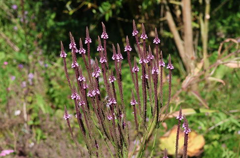 Lanzen-Eisenkraut - Verbena hastata