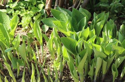 Lanzen-Funkie - Hosta lancifolia