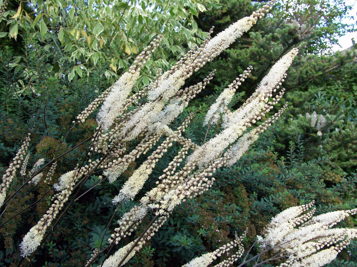 Lanzen Silberkerze - Actaea racemosa var. cordifolia
