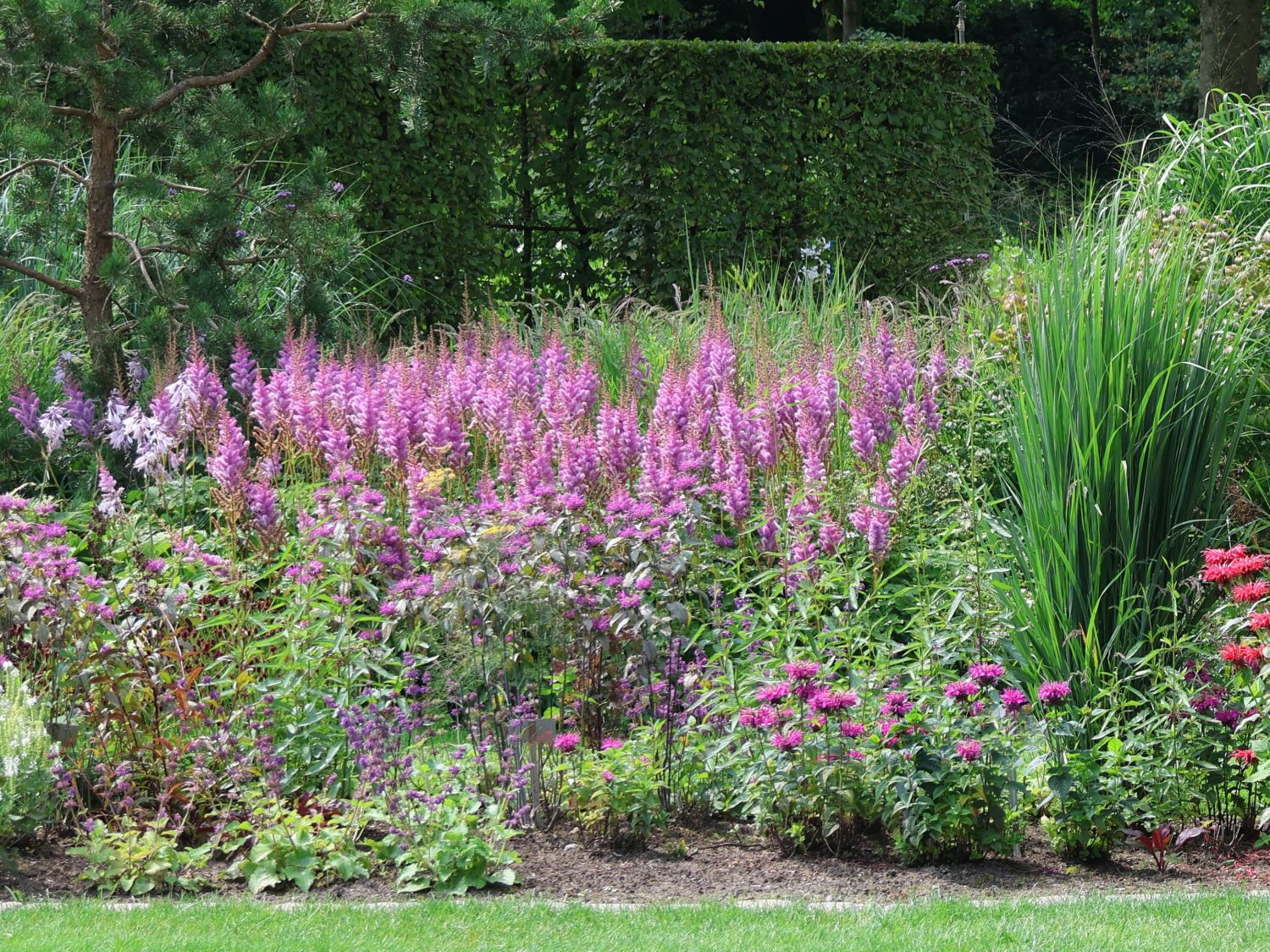 Lanzenspiere 'Purpurkerze' - Astilbe chinensis var. taquetii 'Purpurkerze'