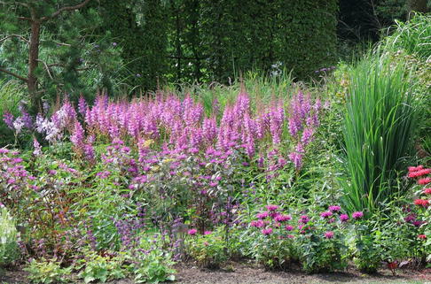 Lanzenspiere 'Purpurkerze' - Astilbe chinensis var. taquetii 'Purpurkerze'