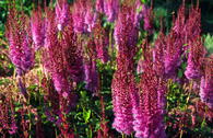 Lanzenspiere 'Purpurlanze'