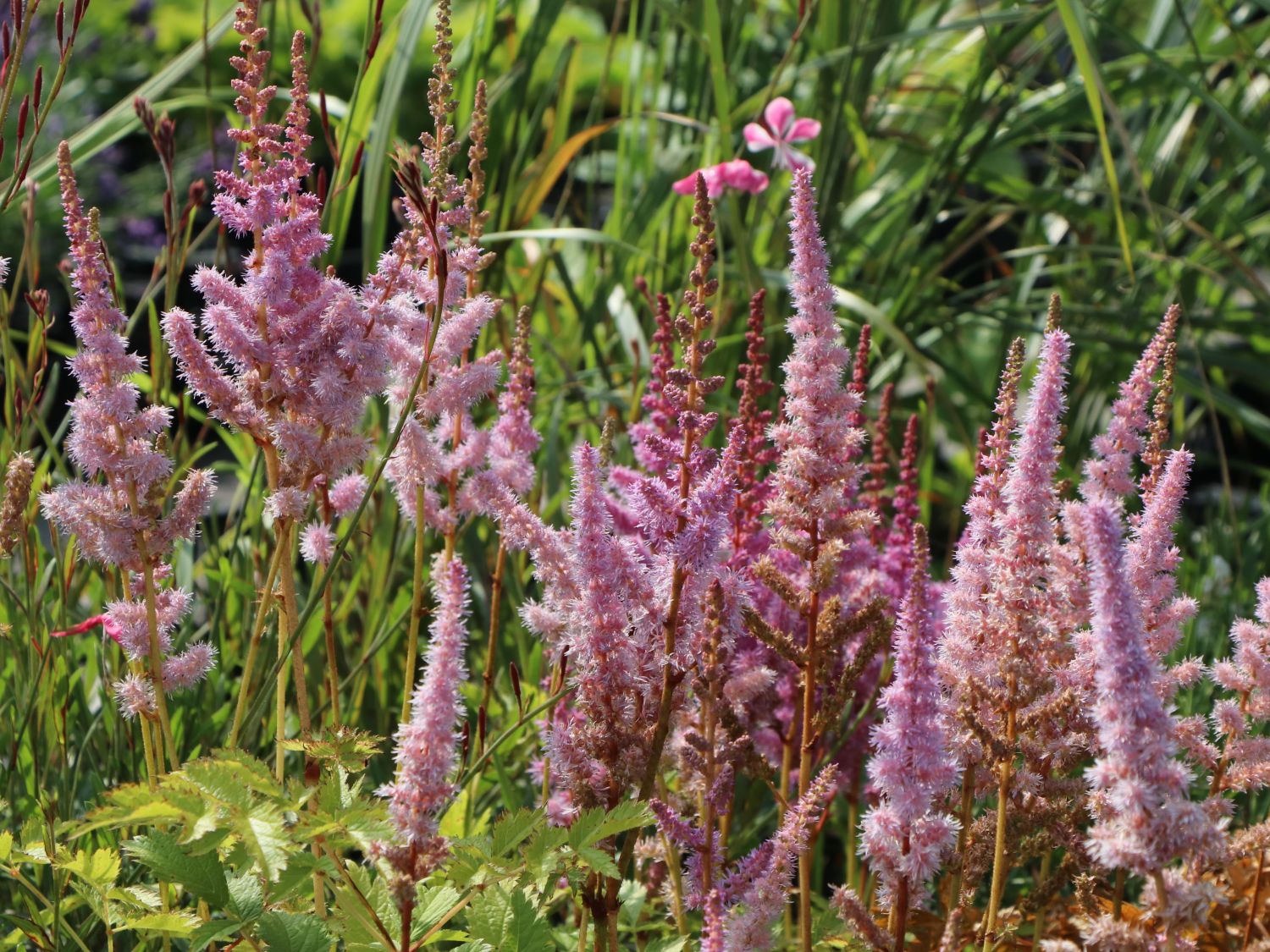 Lanzenspiere 'Superba'