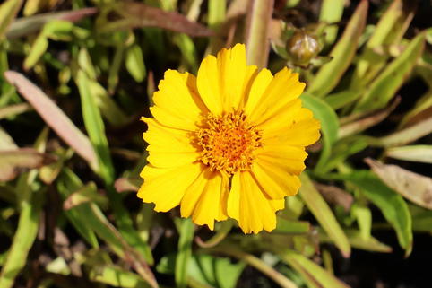 Lanzettblättriges Mädchenauge 'Goldteppich' - Coreopsis lanceolata 'Goldteppich'