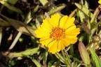 Lanzettblättriges Mädchenauge 'Goldteppich' - Coreopsis lanceolata 'Goldteppich'