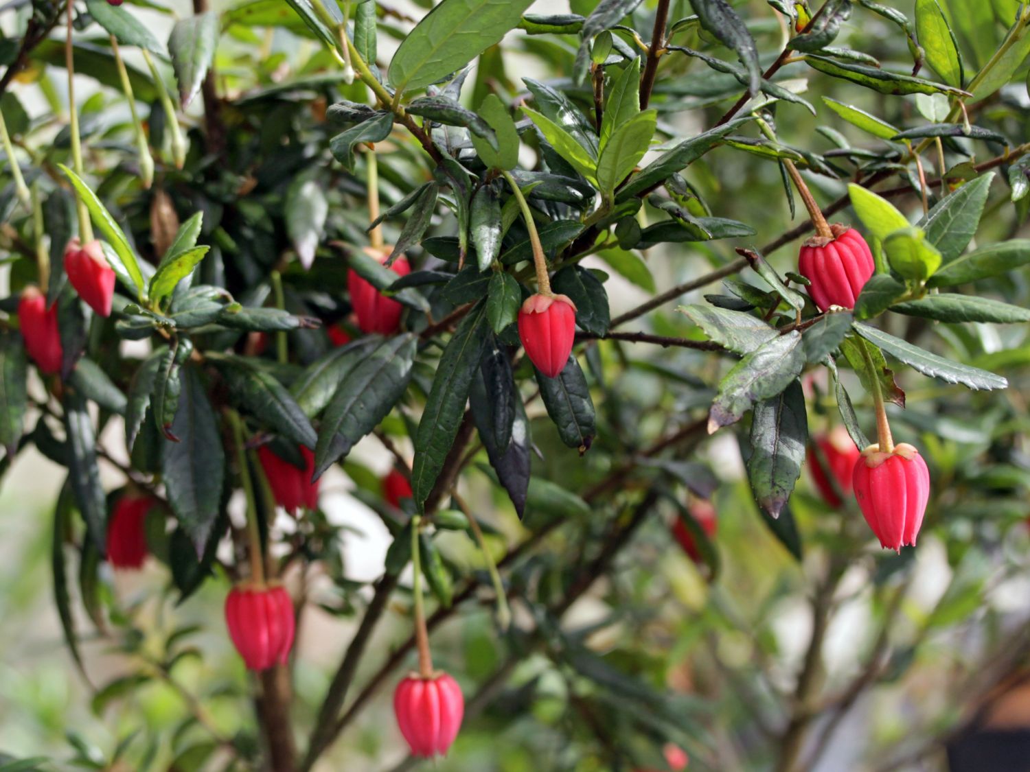 Sauerkleeartige (Oxalidales)