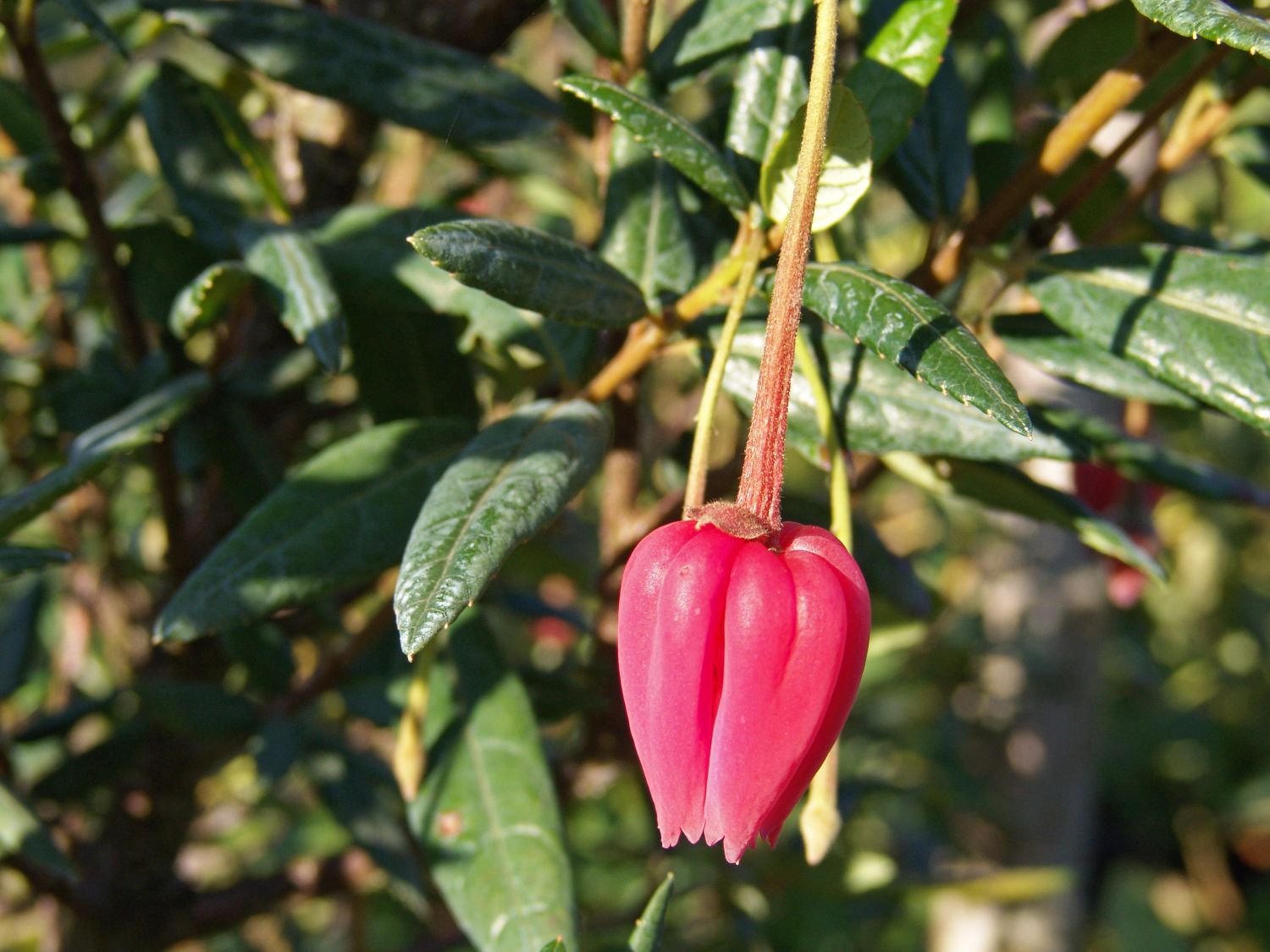 Crinodendron (Crinodendron)