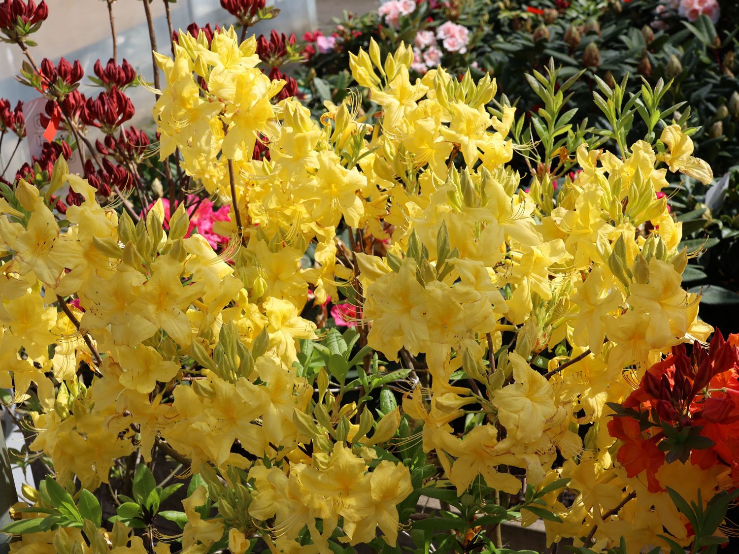 Laubabwerfende Azalee 'Anneke'