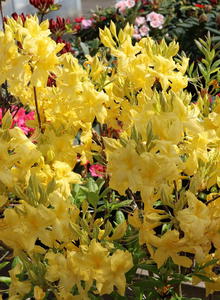 Laubabwerfende Azalee 'Anneke'